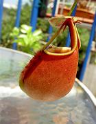 Nepenthes bicalcarata 'red' 2